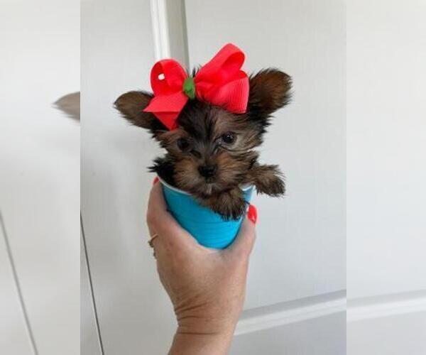 Medium Photo #2 Yorkshire Terrier Puppy For Sale in GREENWOOD, IN, USA