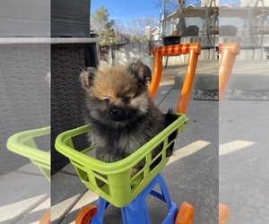 Pomeranian Puppy for sale in HGHLNDS RANCH, CO, USA
