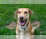 Small Labrador Retriever-Rhodesian Ridgeback Mix