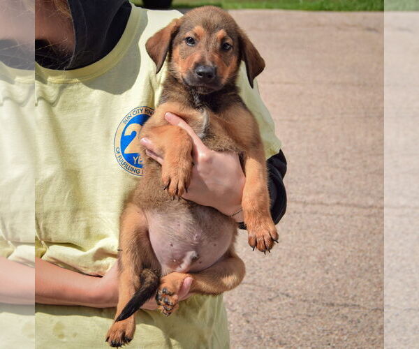 Medium Photo #4 Border-Aussie Puppy For Sale in Huntley, IL, USA