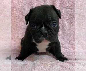French Bulldog Puppy for sale in JOHNS ISLAND, SC, USA