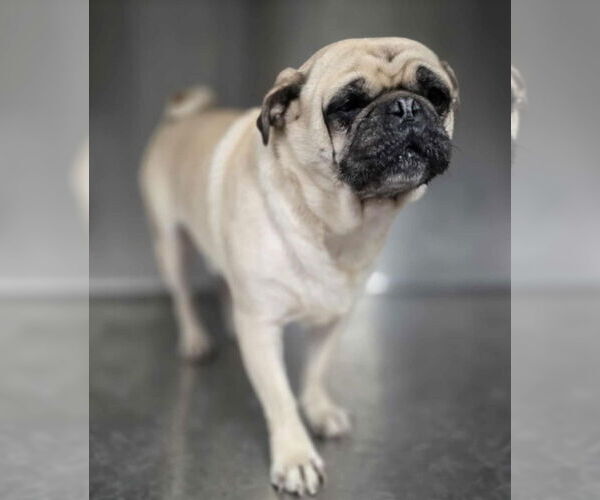Medium Photo #2 Pug Puppy For Sale in Lakewood, CO, USA