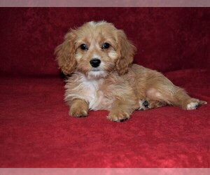 Cavapoo Puppy for sale in BARNESVILLE, KS, USA