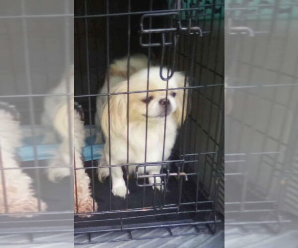 Medium Photo #1 Pekingese Puppy For Sale in Aurora, IN, USA