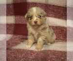 Puppy 3 Australian Shepherd