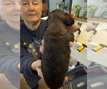 Small #2 Dachshund