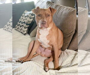 American Pit Bull Terrier-Unknown Mix Dogs for adoption in Rockaway, NJ, USA