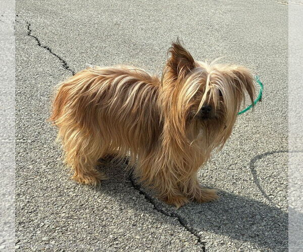 Medium Photo #1 Mutt Puppy For Sale in Croydon, NH, USA