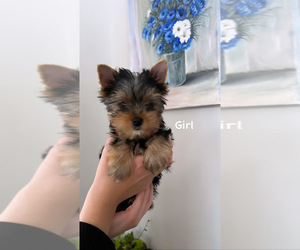 Yorkshire Terrier Puppy for sale in SAVAGE, MN, USA