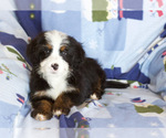 Small Photo #6 Bernedoodle Puppy For Sale in MILWAUKEE, WI, USA