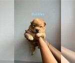 Puppy Bubbles Chow Chow