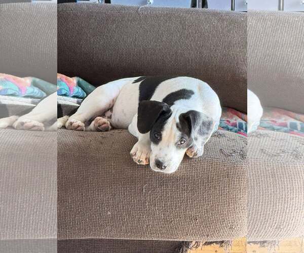 Medium Photo #7 Pointer-Unknown Mix Puppy For Sale in pomfret, CT, USA