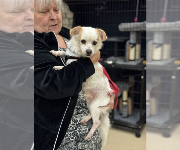 Medium Photo #6 Chihuahua-Unknown Mix Puppy For Sale in Mundelein, IL, USA