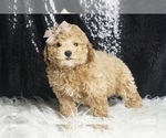 Small Photo #22 Maltipoo Puppy For Sale in WARSAW, IN, USA