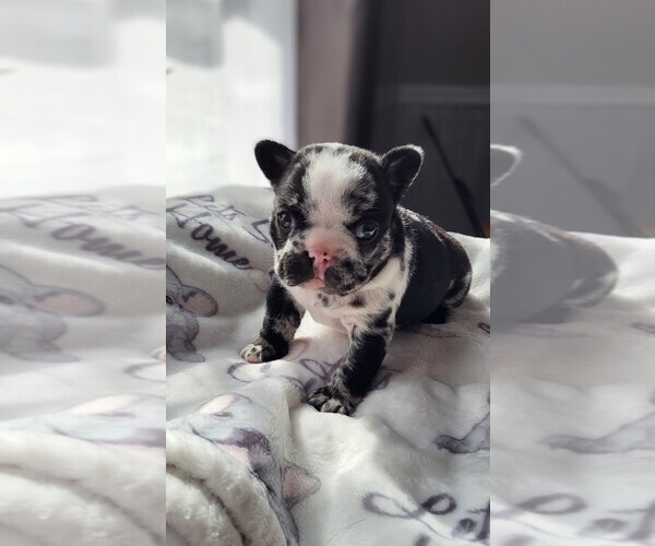 Medium Photo #3 French Bulldog Puppy For Sale in SAND SPRINGS, OK, USA