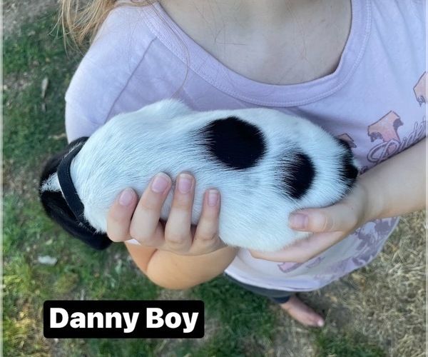 Medium Photo #2 Pointer Puppy For Sale in SACRAMENTO, CA, USA
