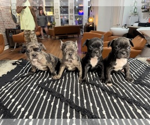 French Bulldog Puppy for sale in SHELBY, NC, USA