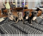 Small French Bulldog
