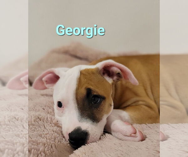 Medium Photo #3 American Pit Bull Terrier-Unknown Mix Puppy For Sale in Des Moines, IA, USA