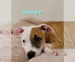 Small #2 American Pit Bull Terrier Mix