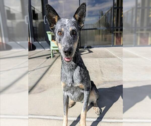 Medium Photo #1 Mutt Puppy For Sale in Denver, CO, USA