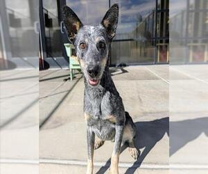 NESSIE - Female Mutt Dog for Adoption