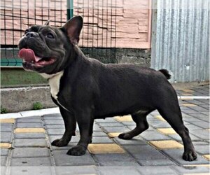 Mother of the French Bulldog puppies born on 12/01/2022