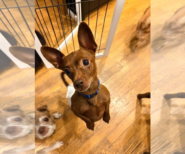 Medium Photo #2 Chiweenie Puppy For Sale in New London, WI, USA