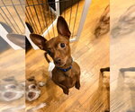 Small #1 Chiweenie