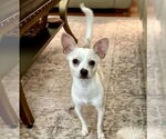 Small #5 Chihuahua Mix
