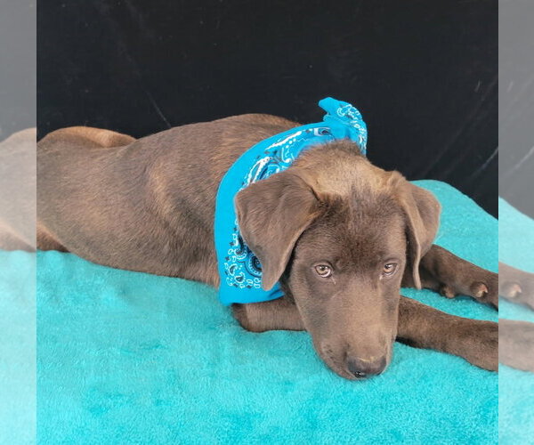 Medium Photo #3 Chocolate Labrador retriever-Unknown Mix Puppy For Sale in Mt. Laurel, NJ, USA
