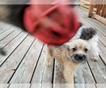 Small Photo #8 Pom-A-Nauze Puppy For Sale in CANBY, OR, USA