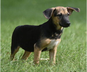 Mutt Dogs for adoption in Mechanicsburg, PA, USA