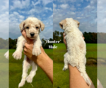 Puppy Hunter Labradoodle