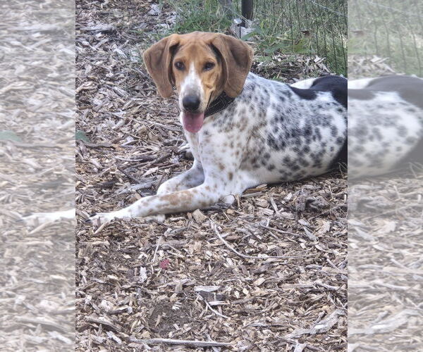 Medium Photo #2 Mutt Puppy For Sale in Rustburg, VA, USA