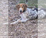 Small #1 Mutt