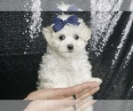 Puppy Arctic Maltese