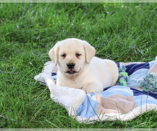Medium Photo #2 Labrador Retriever Puppy For Sale in SYRACUSE, IN, USA