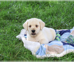 Small #1 Labrador Retriever