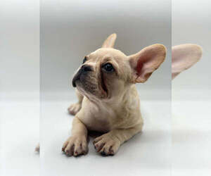 French Bulldog Puppy for sale in MILL NECK, NY, USA