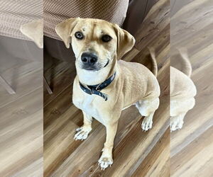 Labrador Retriever-Unknown Mix Dogs for adoption in Fort Worth, TX, USA
