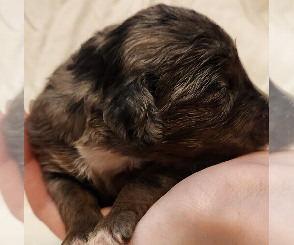 Medium Photo #5 F2 Aussiedoodle Puppy For Sale in COLUMBIA, TN, USA