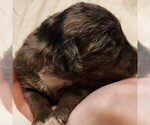 Small #4 F2 Aussiedoodle