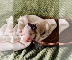 Small Photo #14 Bordoodle Puppy For Sale in ELIZABETH CITY, NC, USA