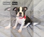 Small #2 Boston Terrier