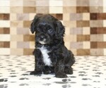 Small #2 Cavapoo (Miniature)