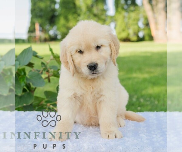Medium Photo #3 Golden Retriever Puppy For Sale in NEWPORT, PA, USA