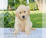 Small #2 Golden Retriever
