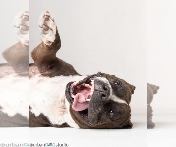 Medium Photo #1 American Pit Bull Terrier-Unknown Mix Puppy For Sale in Tampa, FL, USA