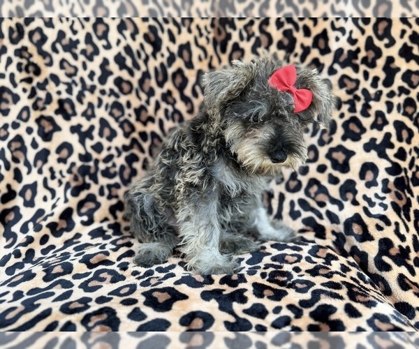 Medium Photo #4 Schnauzer (Miniature) Puppy For Sale in LAKELAND, FL, USA